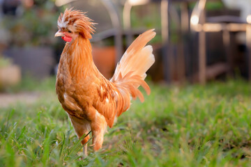 Young chicken in green grass