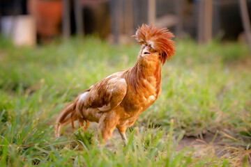 Young Chicken in green grass