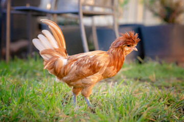 Young chicken in green grass