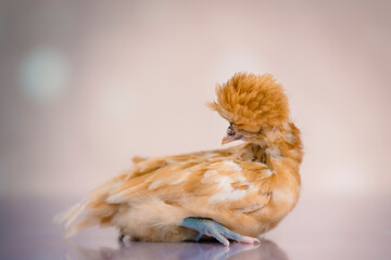 Young golden chick on soft background