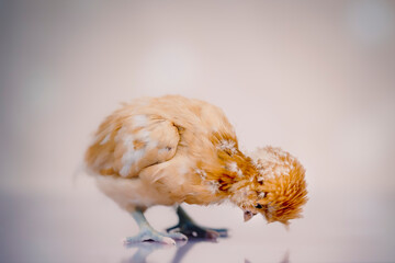 Young golden chick on soft background