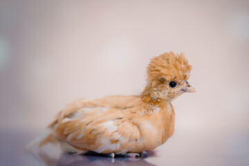 Young golden chick on soft background