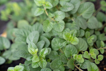 Oregano bright green furry new leaves (Origanum vulgare). Fresh oregano growing in the herb garden. Cuisine herbs. Summer natural organic healthy food.