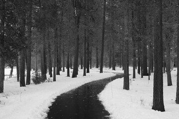A paved trail winds its way through a snow-covered forest
