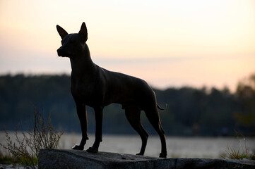 Xoloitzcuintle (Mexican Hairless Dog) silhouette  standing on stone against  sky in gentle rays of setting sun background
