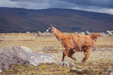Closeup shot of a brown llama running in the field © Dionnisios Patricio/Wirestock