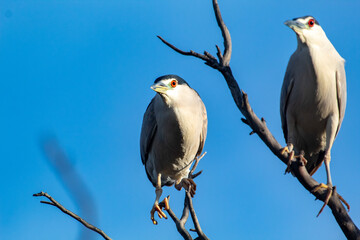 A night Heron roosting in a tree