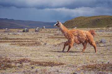 Closeup shot of a brown llama running in the field © Dionnisios Patricio/Wirestock