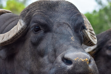 Water Buffalo