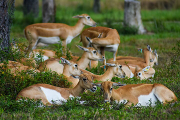 Wild Impalas