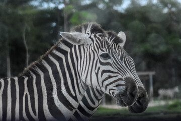 Fototapeta na wymiar Twin Zebras