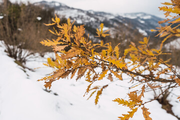 Branch orange autumn leaves
