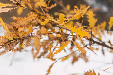 Branch orange autumn leaves