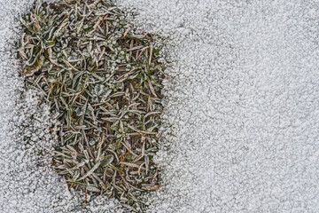 Plant with a layer of ice