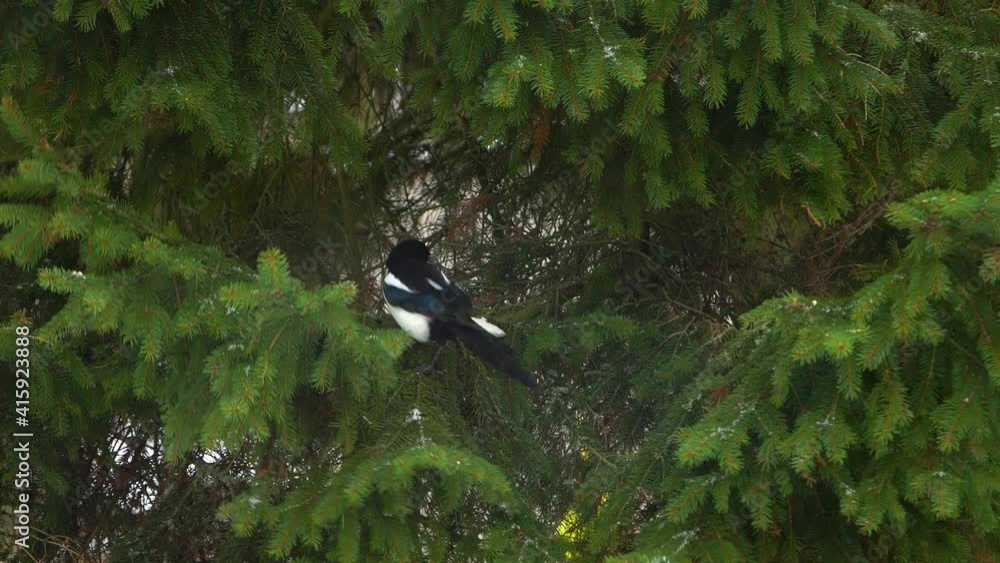 Poster magpie eats bread on tree branch during snowfall. static shot