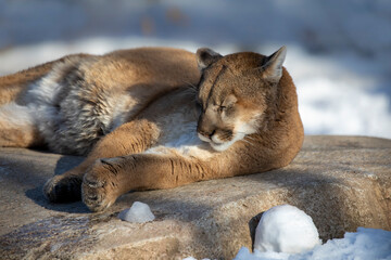 The cougar (Puma concolor),native American animal known as catamount, mountain lion, painter, panther and puma. Scene from ZOO.