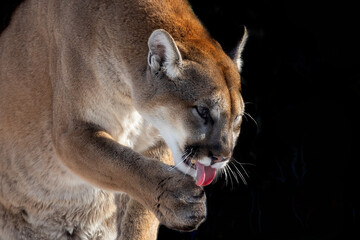 The cougar (Puma concolor),native American animal known as catamount, mountain lion, painter,...