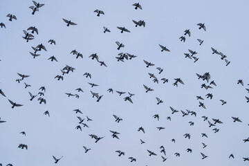 silhouette of a flock of flying birds
