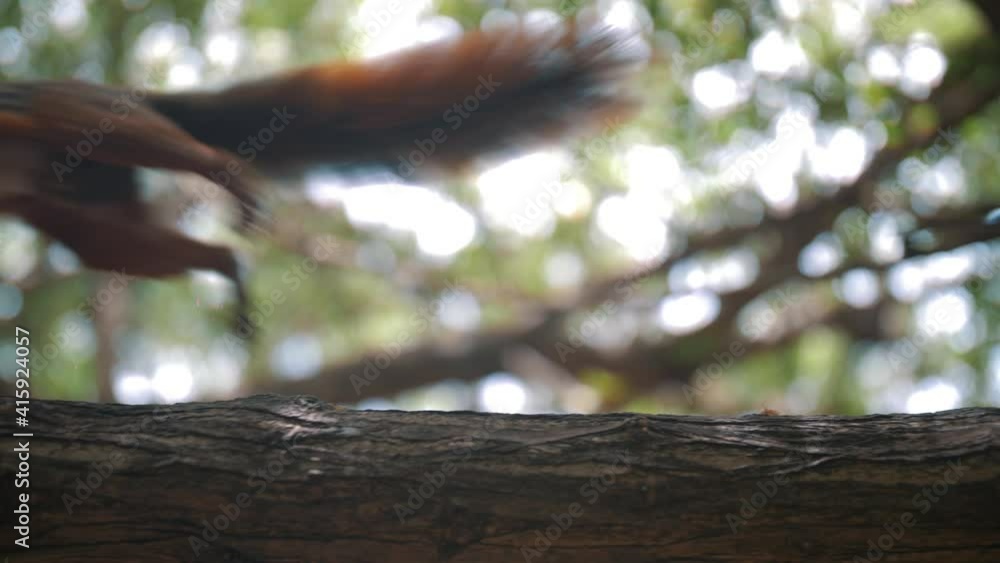 Poster squirrel walking and running away on a branch of a tree in the park