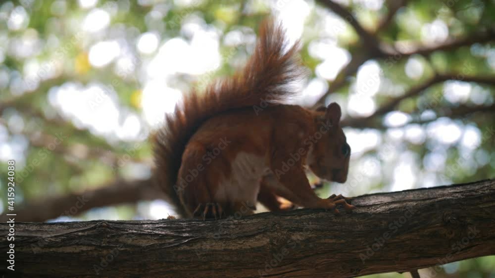 Poster cute squirrel dropping a nut and scratching while sitting on a branch of a tree