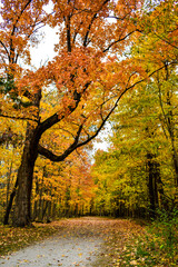 Autumn Crimson Linne Forest