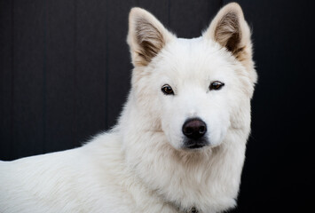 Closeup portrait of a Korean Jindo dog. 