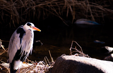 Nature shot of a grey heron perched on stone. 