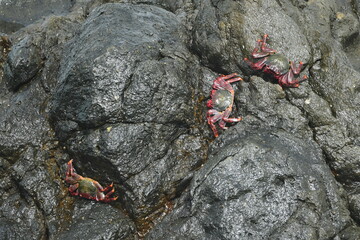 CANGREJOS