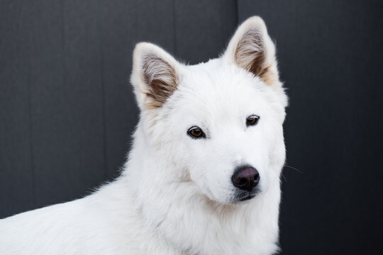 Closeup portrait of a Korean Jindo dog. 