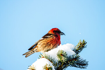 Red Crossbill