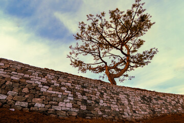 Along the brick wall of Achasan Fortress No. 4 in Seoul, South Korea. 