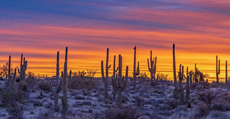 Wide Ratio View Of Saguaro Cactus On A Ridge at Sunrise