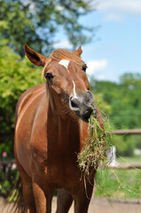 Naklejka premium Red horse eating grass in the paddock and looking at the camera. Funny horse