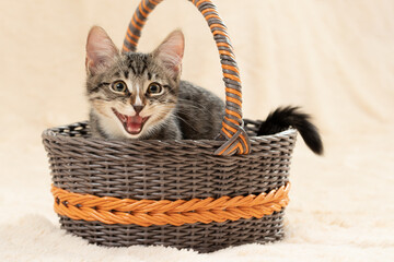 Fototapeta na wymiar Cute gray kitten meows while sitting in a wicker basket on a background of a cream fur plaid