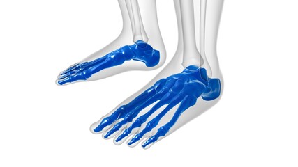 Human Skeleton Foot bones Anatomy For Medical Concept