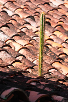 Techo de losetas con cactus salvaje. Hermosa naturaleza.