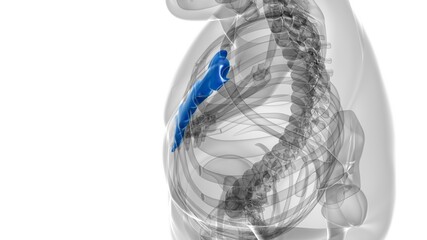 Human Skeleton Sternum Bone Anatomy For Medical Concept