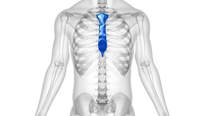 Human Skeleton Sternum Bone Anatomy For Medical Concept