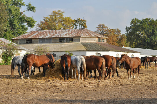 A herd of mares eating straw near the stable on an autumn day. Dubrovsky stud farm, Poltava region, Ukraine