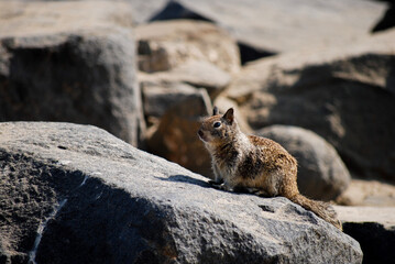meerkat on the rock