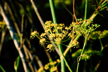 grass in the wind