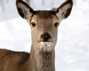 Red deer (Cervus elaphus) - 415927650