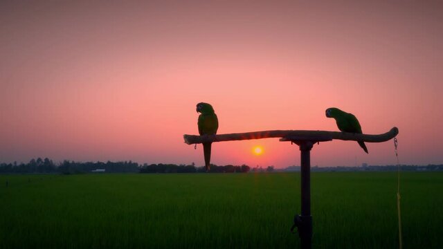 Macaws pairing in the sun, flying freely in the evening as the sun sets on a wooden rail in the field of rice fields.