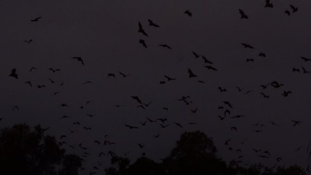large group of fruit bats flying at dark sunset 