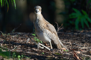 Bush Stone Curlew