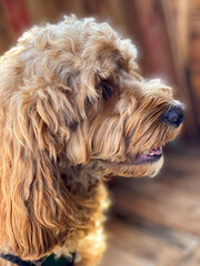 Cavapoo dog outside in the garden, mixed -breed of Cavalier King Charles Spaniel and Poodle.