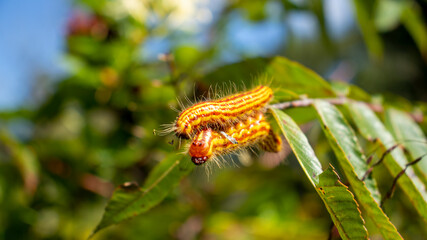 Caterpillars in South Carolina on a branch