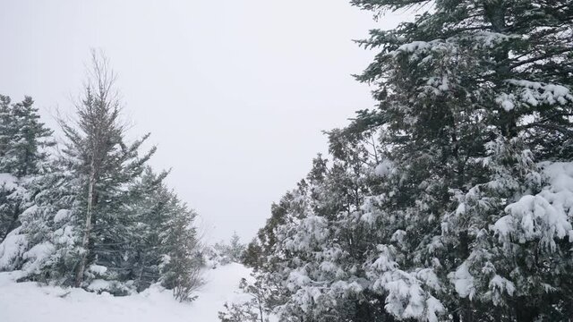 Snowcovered Trees Sways During Snowstorm In Winter. wide shot