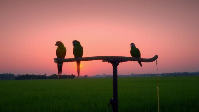 Macaws pairing in the sun, flying freely in the evening as the sun sets on a wooden rail in the field of rice fields.