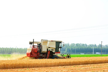 Fototapeta premium combine harvester working on a wheat field